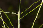 Savannah-panicgrass